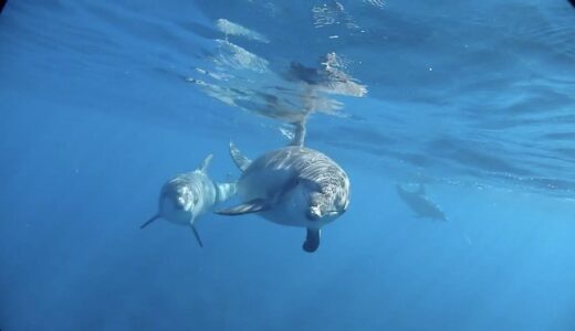 野生のイルカと泳ぎたい！「海が怖い」を克服させてくれた御蔵島