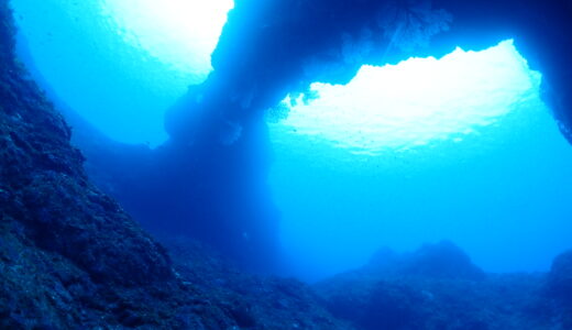 【春爛漫ダイブ】海の中は透明度バツグン、陸に上がれば満開の桜！ダイバーだけの贅沢な「お花見」のススメ