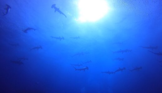 【神子元攻略】憧れのハンマーヘッドに会いに行くなら。私が「神子元マリンサービス」をリピートする4つの理由